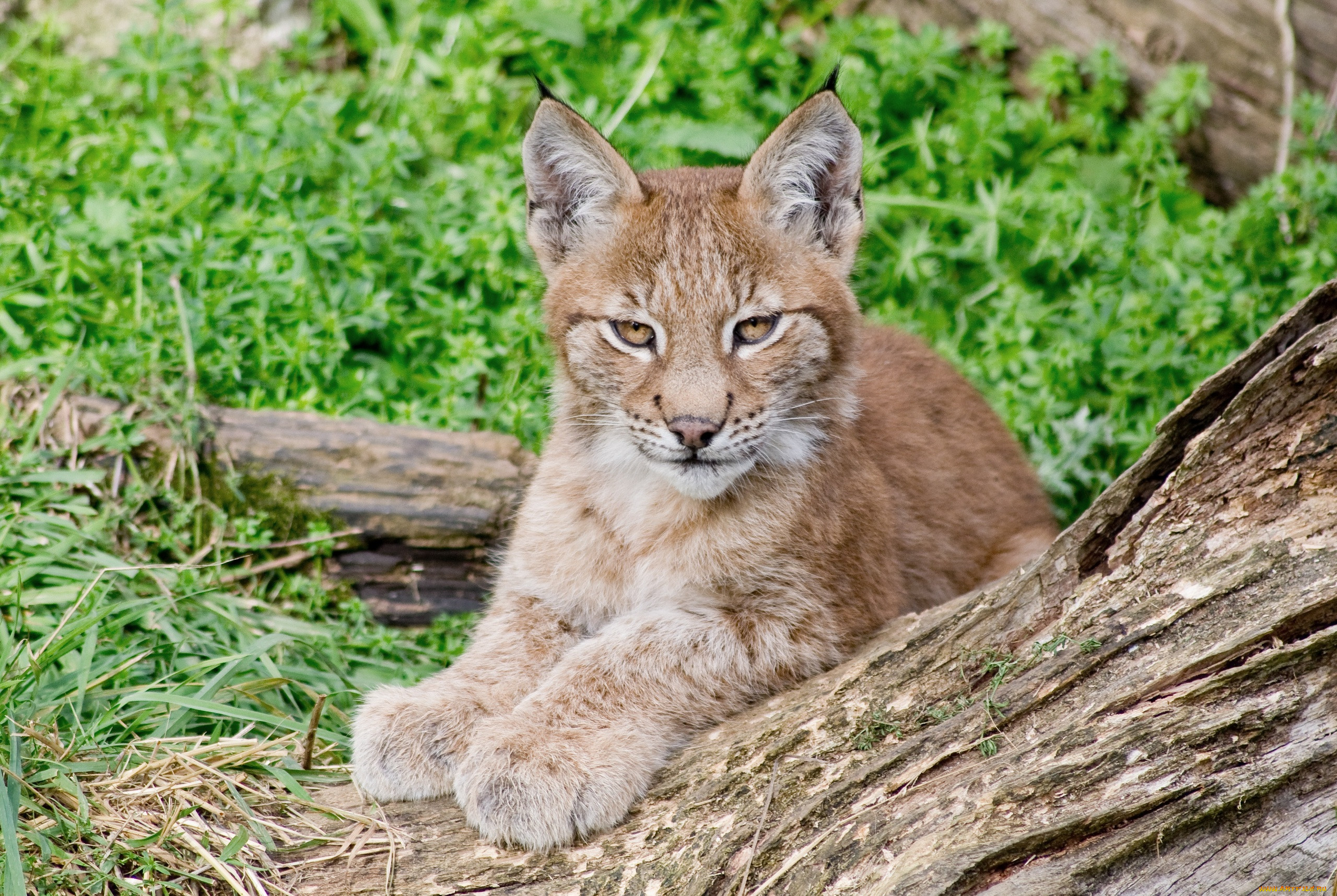 Рысенок. Детеныш рыси. Lynx Cub. Рысь маленькая. Маленькие рысята.